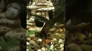 Индийский нож кушает