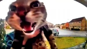 Кот мяукает в камеру но это фонк - Murder In My Mind