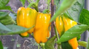 Гибрид перцев Джемини