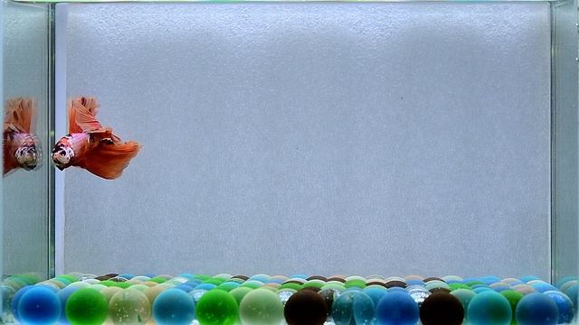 M65 Male Fancy Nemo Galaxy HM Premium Grade смотреть онлайн