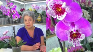 Орхидея с цветоносом из точки роста, и без корней... Красивый Биг Лип, но что теперь делать?