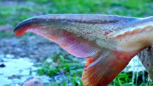 Жарим Осетрину вкусно сочно ??