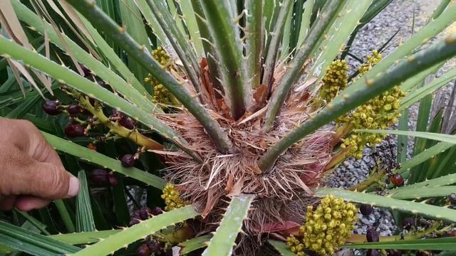 European Dwarf Palm (Chamaerops humilis) with edible fruits in Germany