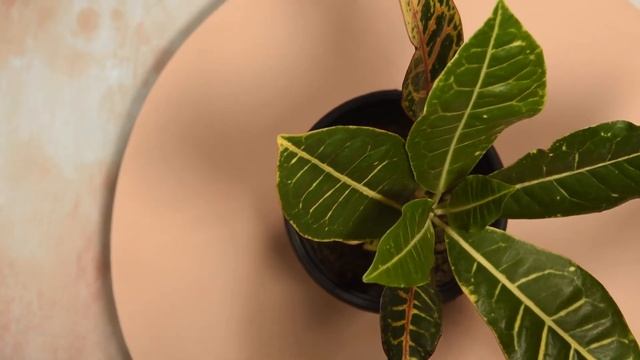 Croton Petra by Inntinn.in смотреть онлайн