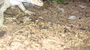 ОБЫКНОВЕННАЯ АМЕЙВА ЕСТ! Ужин очень красивой амейвы! (Ameiva ameiva)