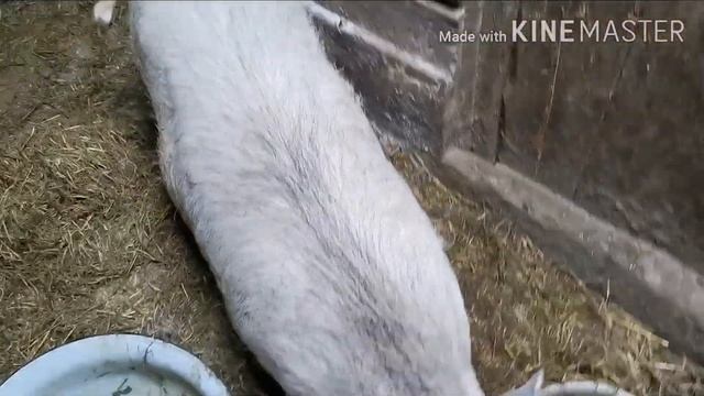 Как содержать вьетнамцев летом, простота и выгода!! У первородки скоро опорос, как понять?! Глистог