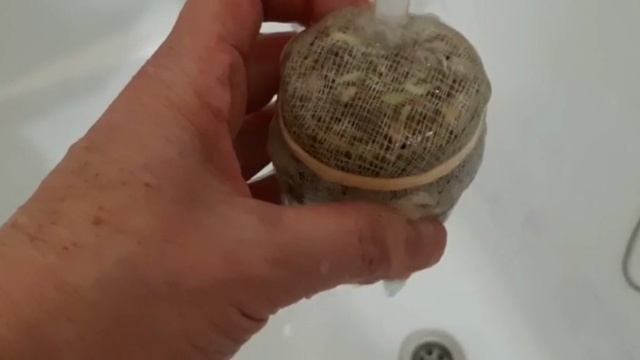 как промывать микрозелень в банке