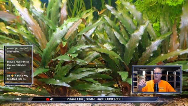 If you want an AMAZING aquarium, keep AMAZING plants! смотреть онлайн