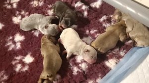 Мы родились! 6 щенков французского бульдога!