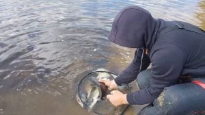 Маленькая амнистия! 20.05.2022г. Барсучья грива. Пляж. Брянск.