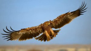 Читаем книгу "Мир животных" Орлы