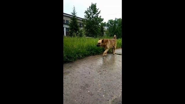 Пёс