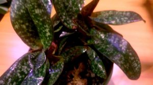 Орхидея Пафиопедилум Деленати Альба _ Paphiopedilum Delenatii Alba