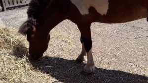 Индоутки. Можно ли перенести гнездо Утки. Сколько у утки Яйцекладок в Год..