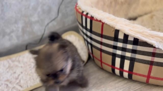 VLOG: Щенку шпица 1 месяц| Какая кличка?❤️ смотреть онлайн