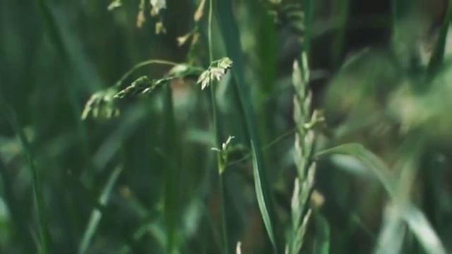 Тютчев Ф. И. - Сияет солнце, воды блещут... смотреть онлайн