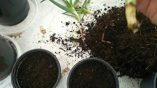 Алоэ древовидный -Столетник. смотреть онлайн