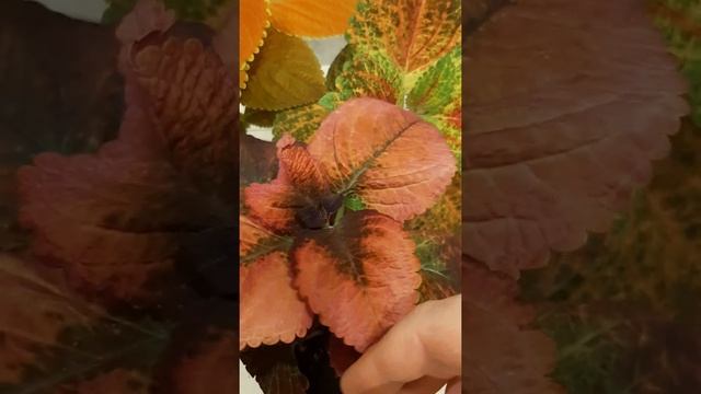 колеус Mariposa