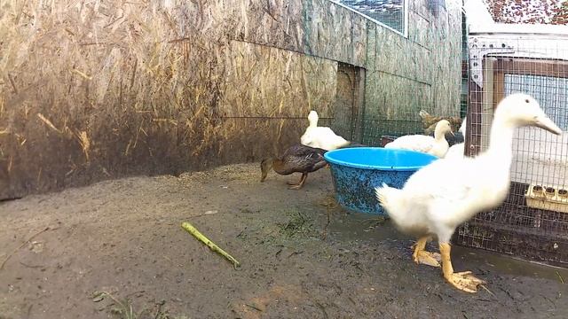 Дикий утенок II смотреть онлайн