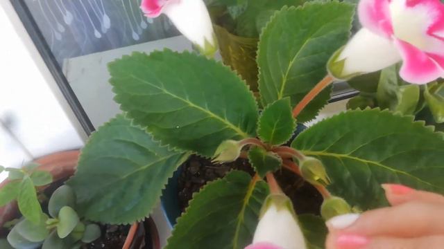 Комнатная Глоксиния смотреть онлайн