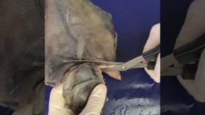 @GalasTastyRecipes Как почистить камбалу. How to clean a flounder.