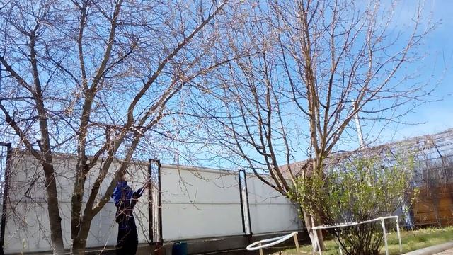 Обработка высоких деревьев,удобные приспособления смотреть онлайн