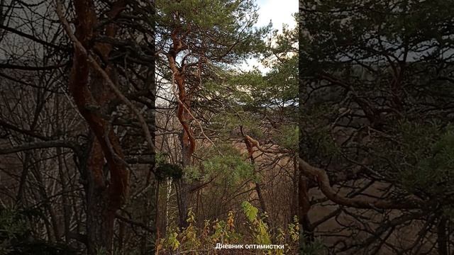 Борис Пастернак ,,Зима приближается " смотреть онлайн