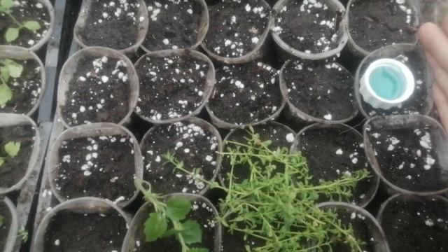 БАКОПА: черенкование, укорннитель! Некоторые сорта принципиально выбросила. смотреть онлайн