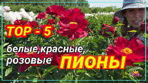 Прекрасные пионы для вашего сада. Часть 5 / Сад Ворошиловой