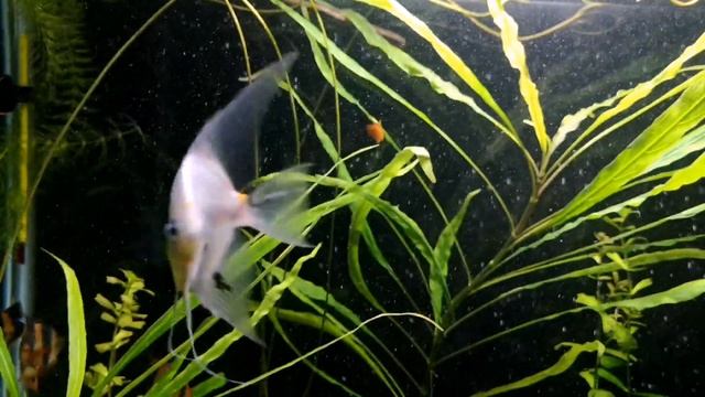 Скалярия. Уход , разведение, кормление, содержание.