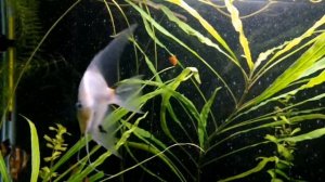 Скалярия. Уход , разведение, кормление, содержание.