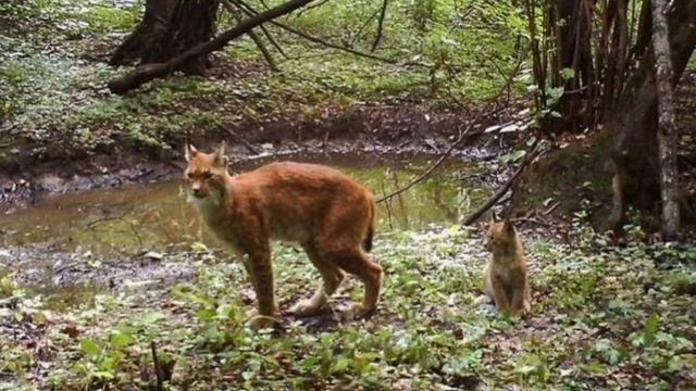 Дикие животные которые обитают после аварии в Припяти! смотреть онлайн