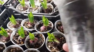 Обзор   гиацинтов ,крокусов . Выгонка к 8 марта!