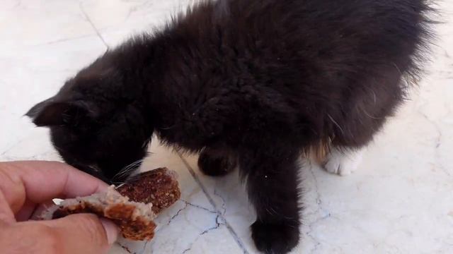 Подобрал с улицы брошенный черный котенок смотреть онлайн