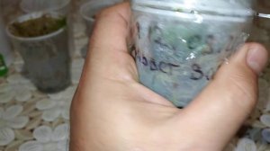 алоказии смотрим клубни через месяц #алоказия #цветы #комнатныецветы