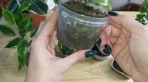 Фикус эластика?Фикус Бенджамина?карисса?мирт?финиковая пальма?в декабре?Обзор комнатных растений?