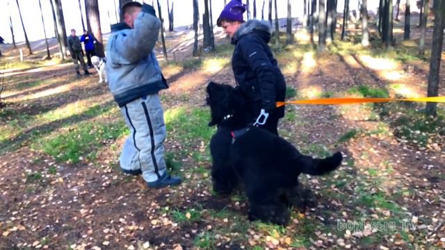 Черный русский терьер смотреть онлайн