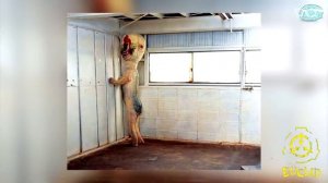 الحقيقة المرعبة عن منظمة SCP والمخلوقات المرعبة الموجودة فيها ⚠️