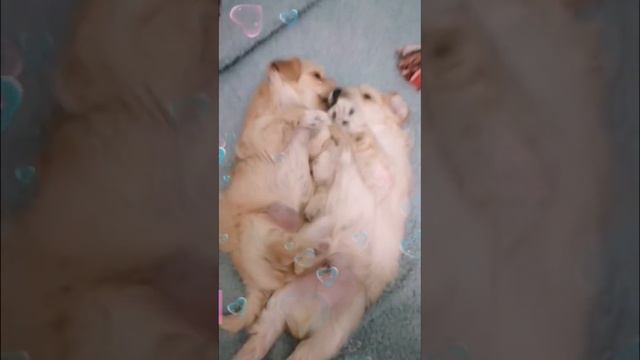 Мальтипушки Ф1 мини 🐾 нашли свою семью 💕 щенок#собачка#мальтипумини#maltipoo#продажамальтипу#пёс#