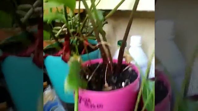 Цветы каллы в домашних условиях. Эксперимент с выращиванием каллы дома. Домашние растения смотреть онлайн