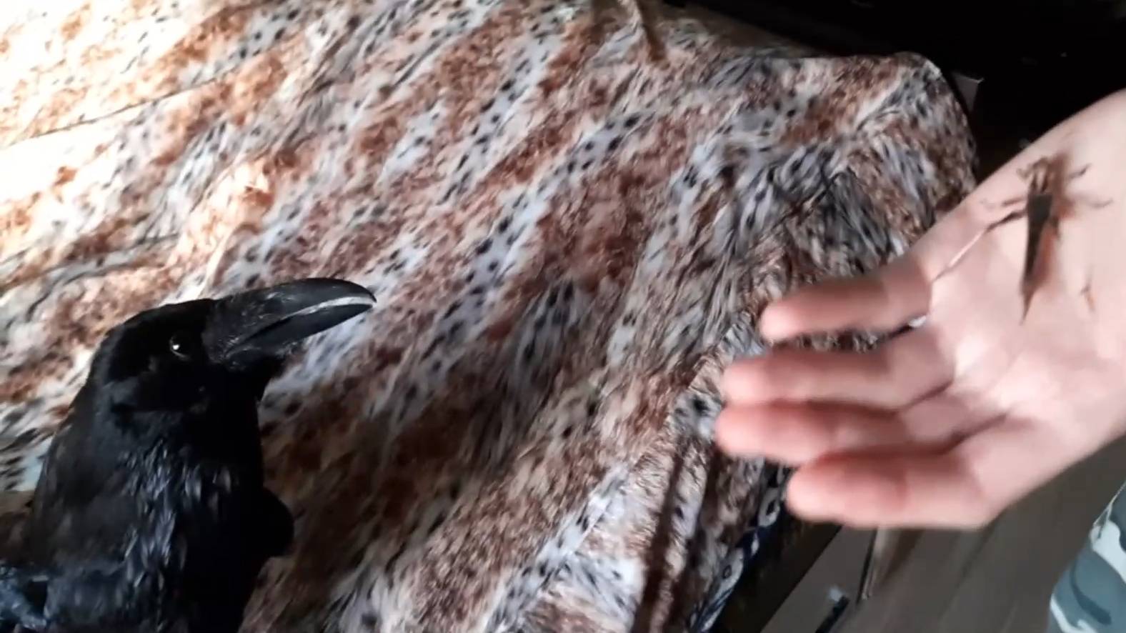 Раз саранча, два саранча....