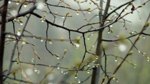 Стихотворение на татарском языке. Автор: Ангам Касимович Атнабаев