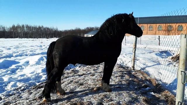 Русский тяжеловоз. Производитель кх 