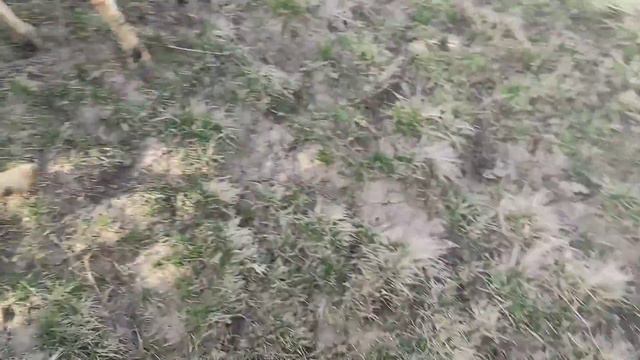 Волнительный день.Соединяем всех в одно стадо.Ни кто ни чего не понимает.Козлу страшно смотреть онлайн