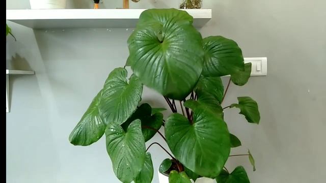Homalomena Rubescens Care/Maggy Plant Care/Stunning Indoor Plant #indoorplants #Groplants