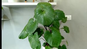 Homalomena Rubescens Care/Maggy Plant Care/Stunning Indoor Plant #indoorplants #Groplants