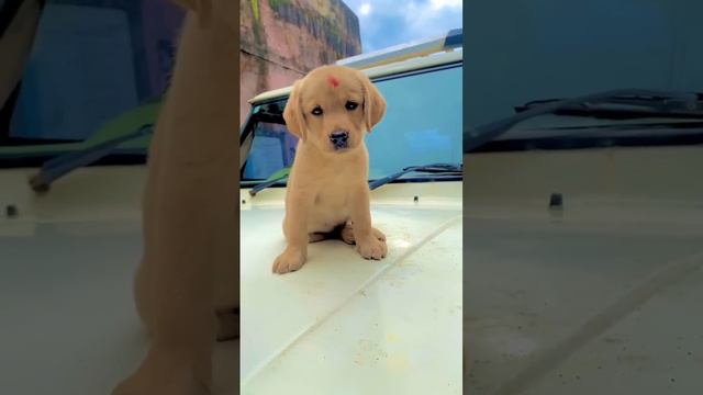 new puppy add | Labrador puppy | cute dog video | funny dog | family dog | #short #youtube #dog