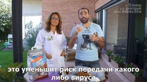 Морские свинки-морские свинки и беременность у женщин