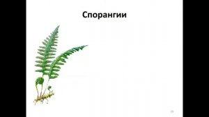 Биология параграф 22 Плауны Хвощи Папоротники, их общая характеристика