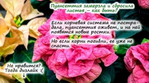 Пуансеттия – частые вопросы: как реанимировать пуансеттию, почему желтеют и опадают листья